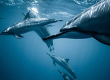 世界杯官方会员-塞尔电台：巴萨主席候选人丰特谈皇马、哈兰德与梅西回归